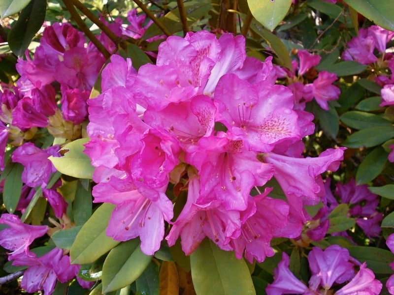 Rhododendron spring flowers