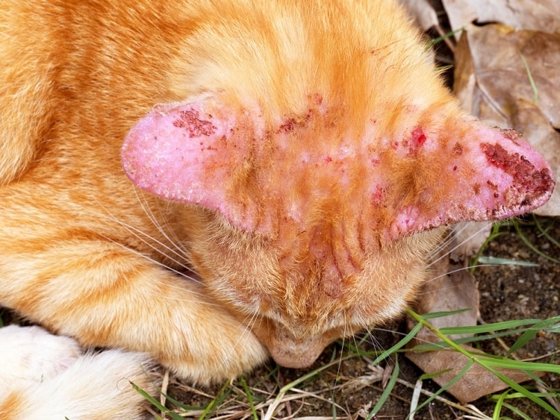 Ringworm connected  cat's ear