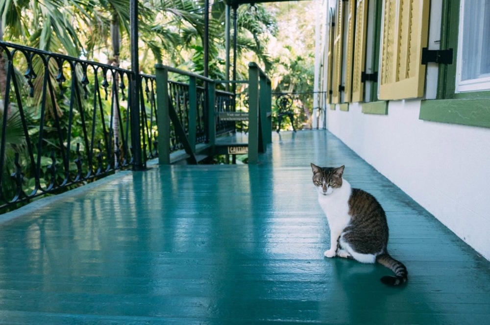 Rose Lane Villas Key West