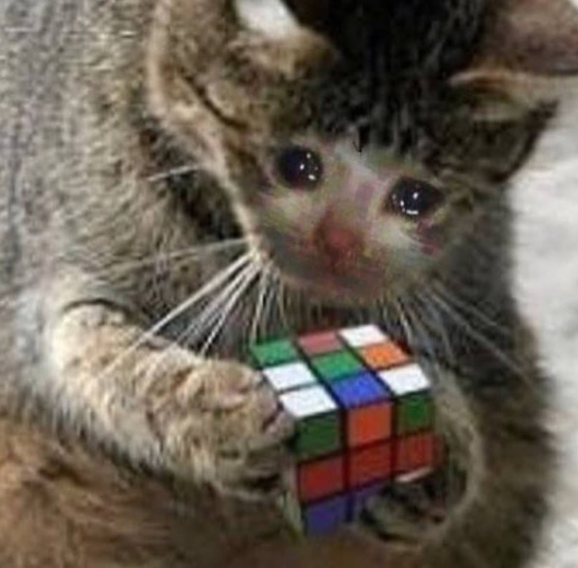 Rubik's Cube Kitty