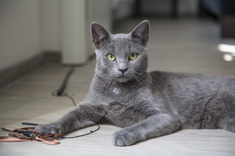 Russian Blue