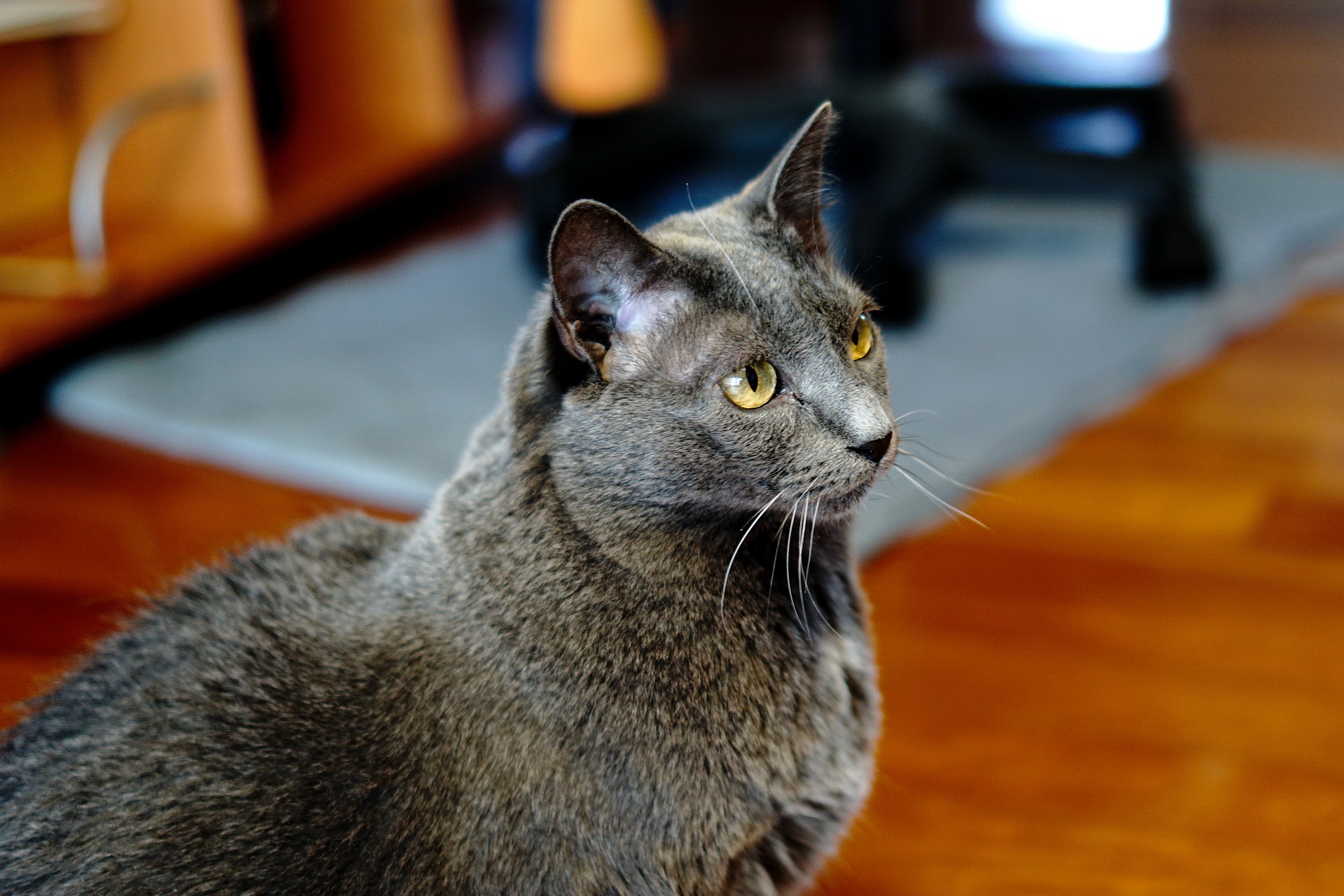 Russian Blue Cat Sitting in a Living Room