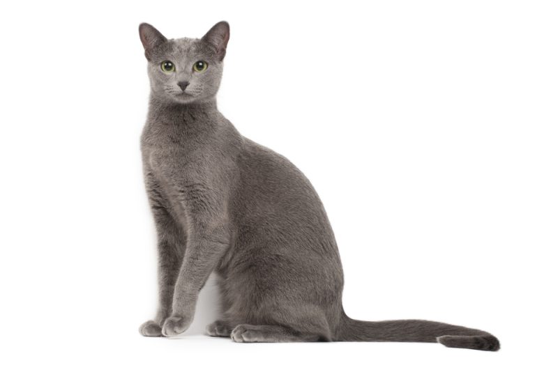 Russian Blue Cat standing on a white background