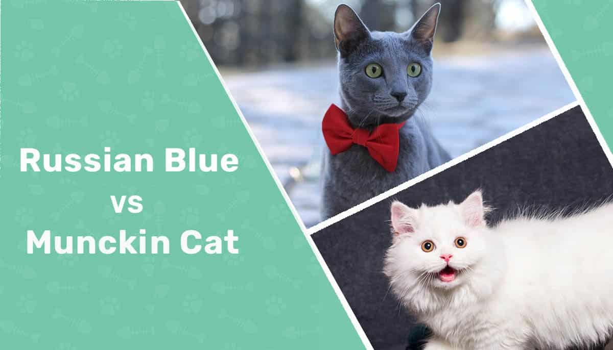 Russian Blue vs Munchkin Cat