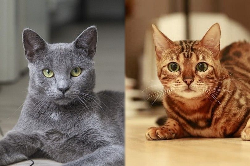 Russian blue Cat vs Bengal Cat Breed