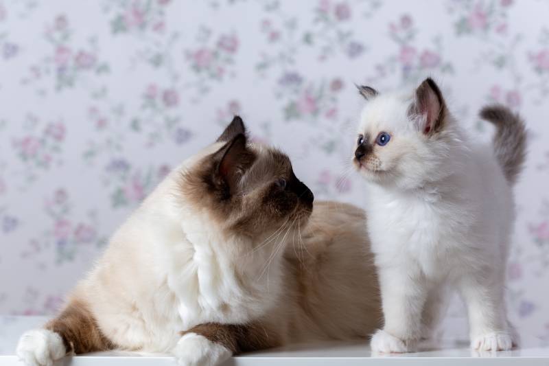 Sacred Birman kitten