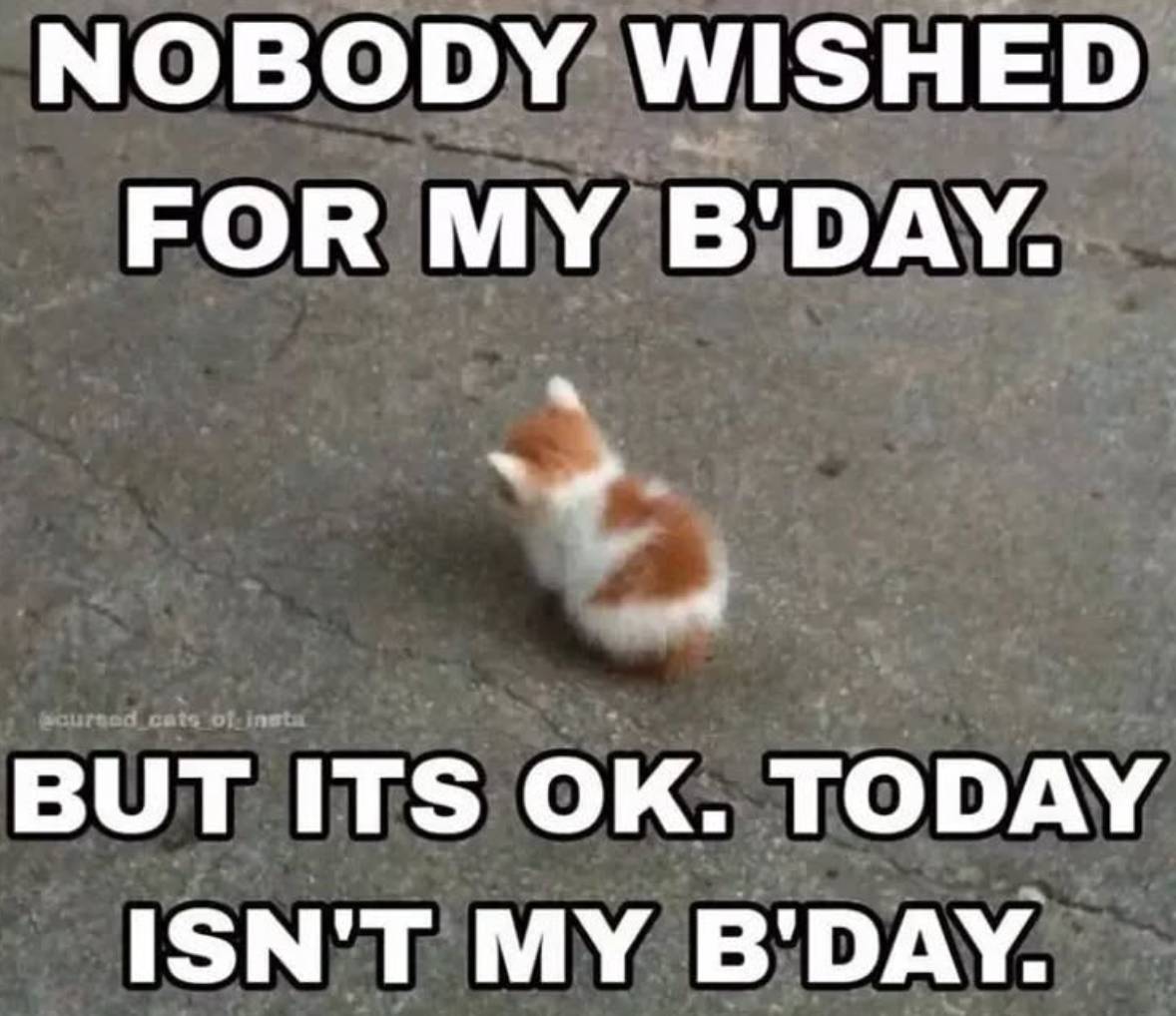 Sad Kitten