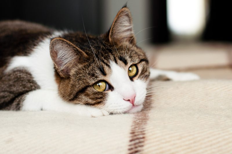 Sad-cat-lying-on-carpet