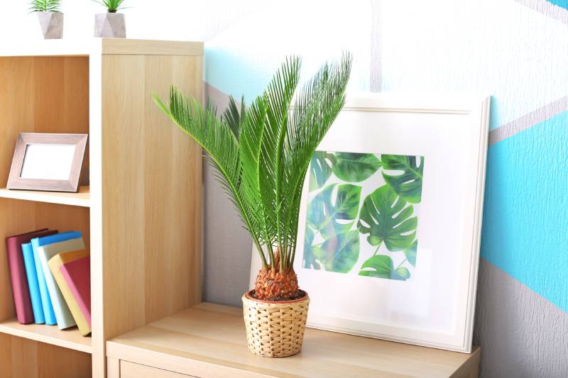 Sago palm and framed picture in the house