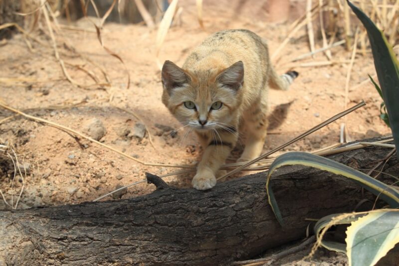 Sand cat