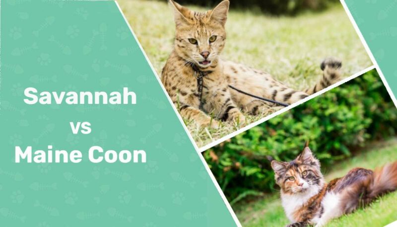 Savannah Cat Vs. Maine Coon