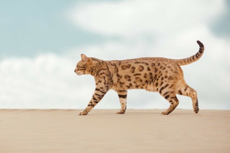 Savannah Cat walking on sand
