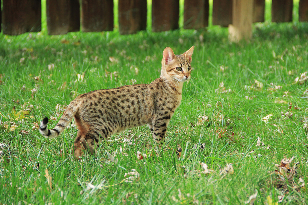 Savannah Cat