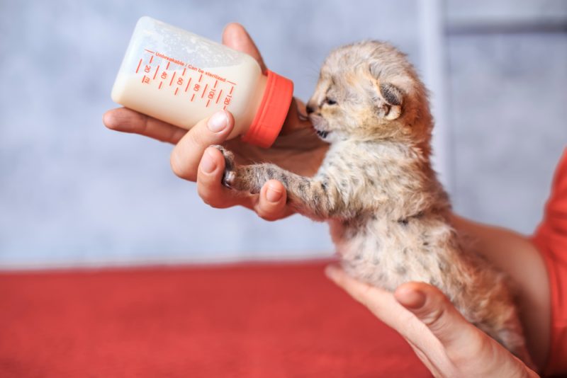 F1 Kitten drinks milk from a bottle