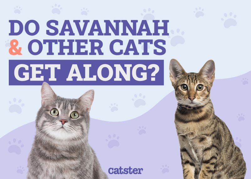 Savannah and other cats get along