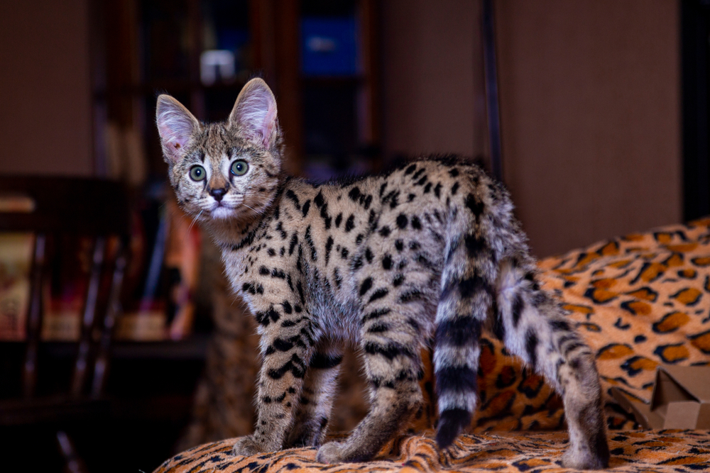 Savannah kitten