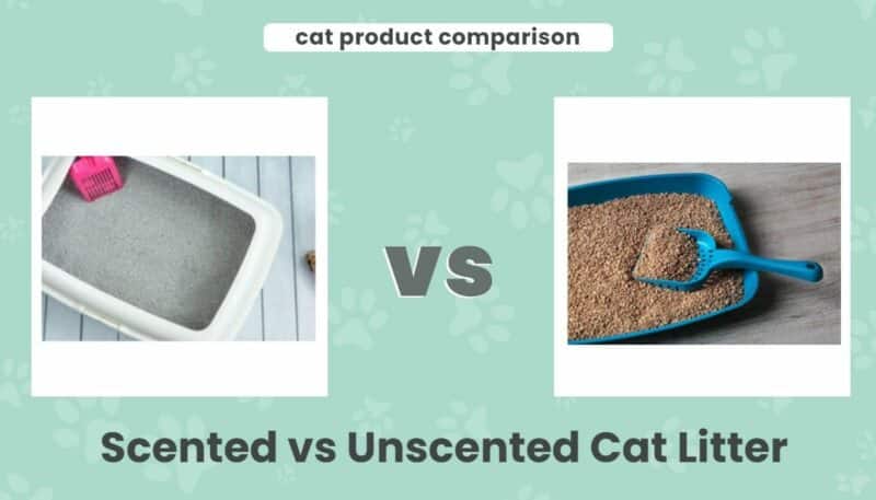 Scented vs unscented cat litter