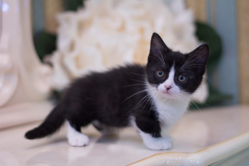 Scottish British Munchkin kitten