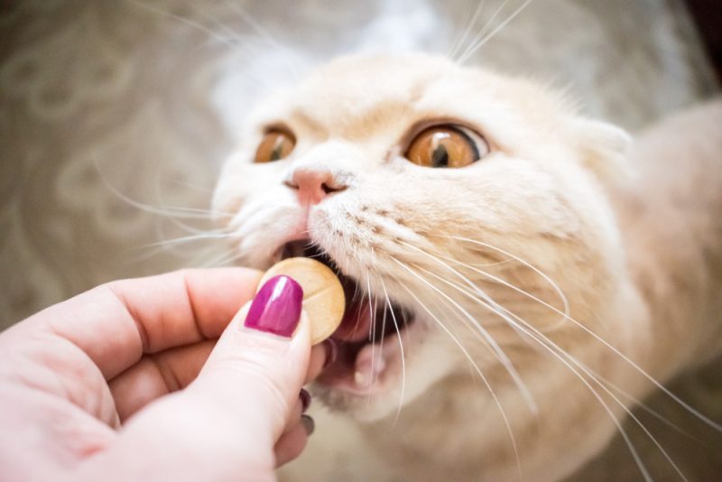 Scottish Cat with gold eyes takes a pill or medicine close up