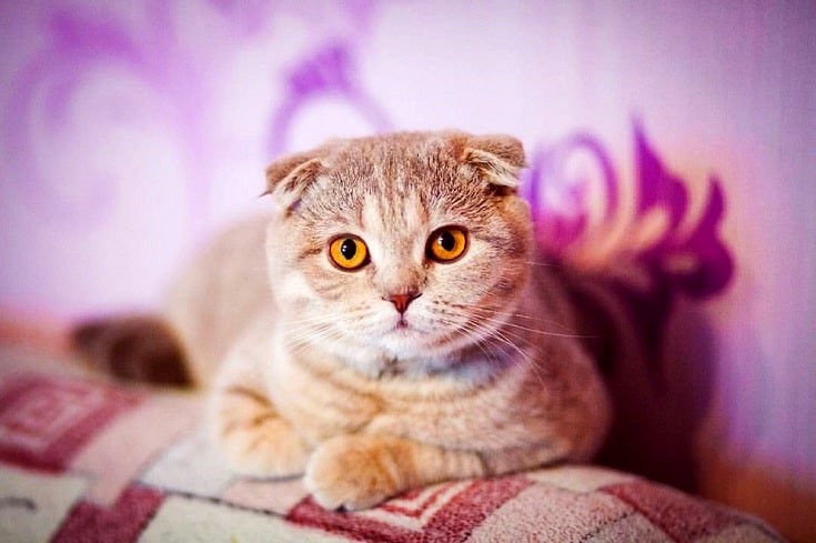 Scottish Fold