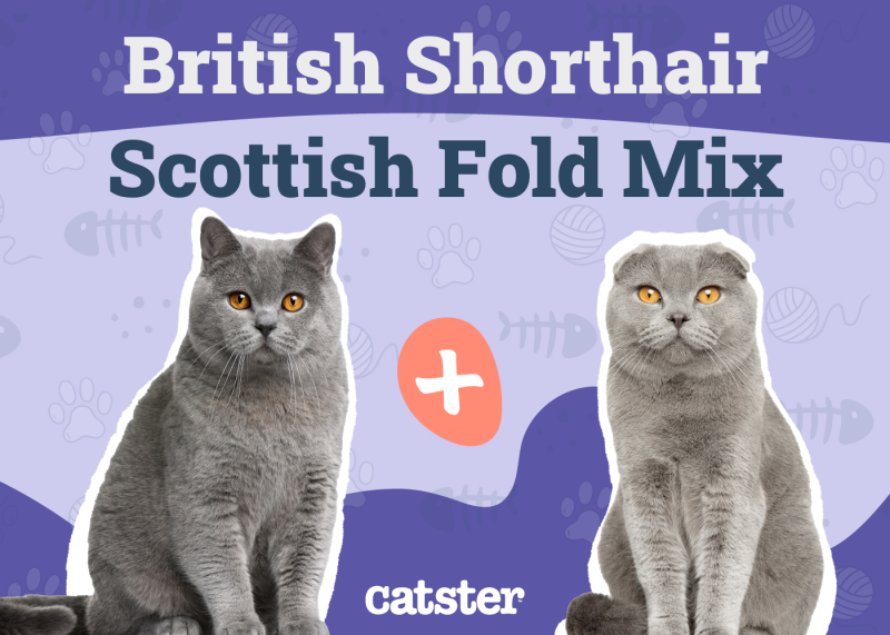 Scottish Fold British Shorthair Cat Mix