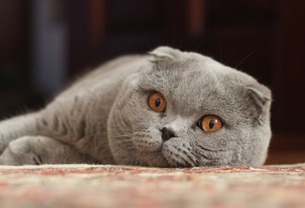 Scottish Fold Cat