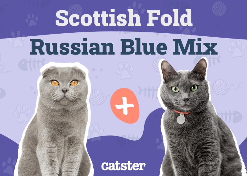 Scottish Fold Russian Blue Cat Mix