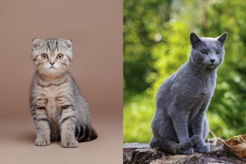 Scottish Fold Russian Blue Mix