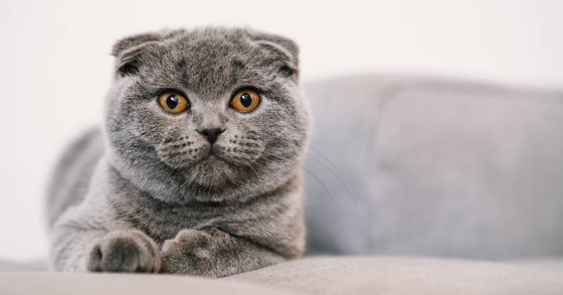 Scottish Fold Shorthair with blue gray fur cat lying on a couch