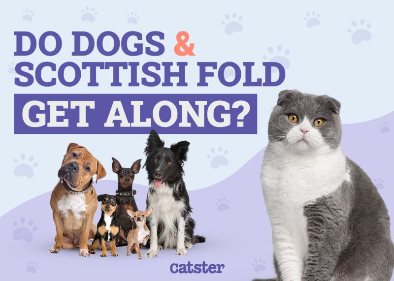 Scottish Fold and Dogs Get Along