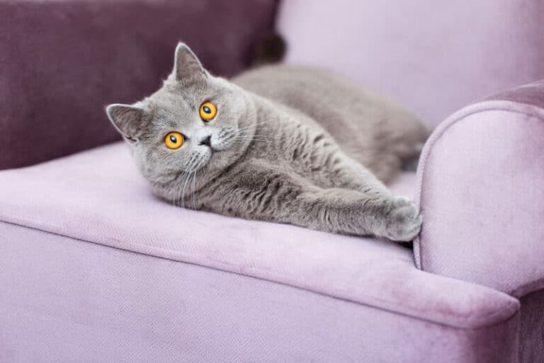 How to Pick Furniture That Cats Won’t Scratch The Best Materials