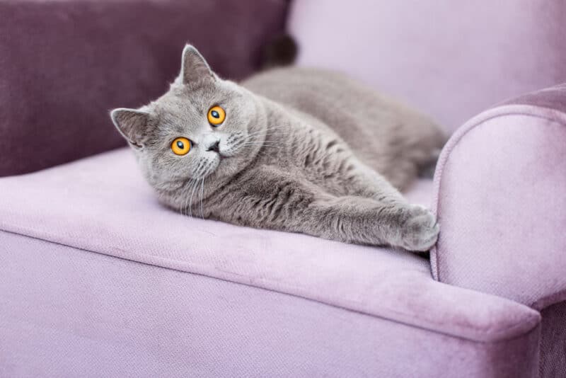 Scottish Shorthair cat lying on a velvet couch