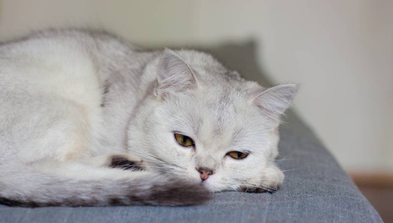 Scottish cat is lying on the sofa