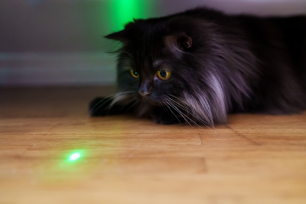 Scottish cat playing with laser pointer