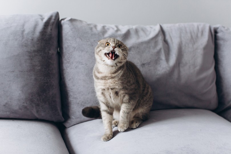 Scottish fold cat very angry and aggressive