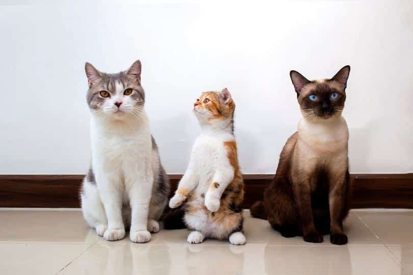 Scottish fold cat with siamese cat are sitting_Witsawat.s_shutterstock