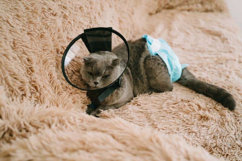 Scottish fold-eared cat is lying on the sofa in a plastic collar after surgery