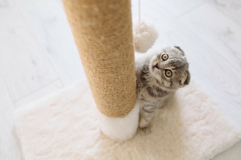 House Rules — The Scratching Post