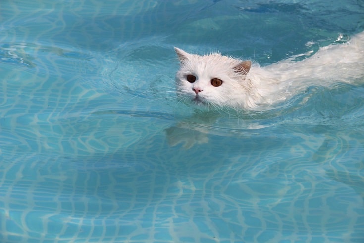 Scottish straight-eared long-haired cat swimming