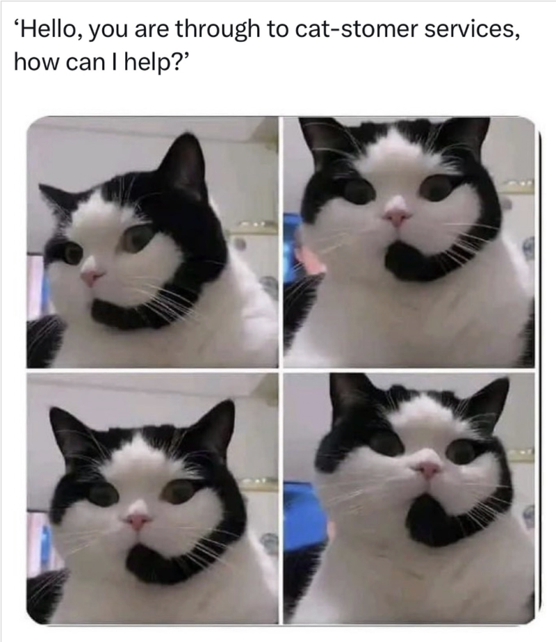 50-cute-cat-memes-adorable-jokes-for-feline-lovers-catster