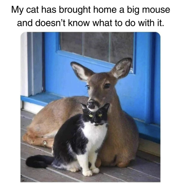 A big mouse