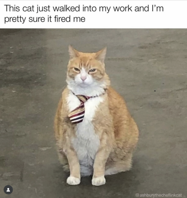 Work Hard Purr Hard