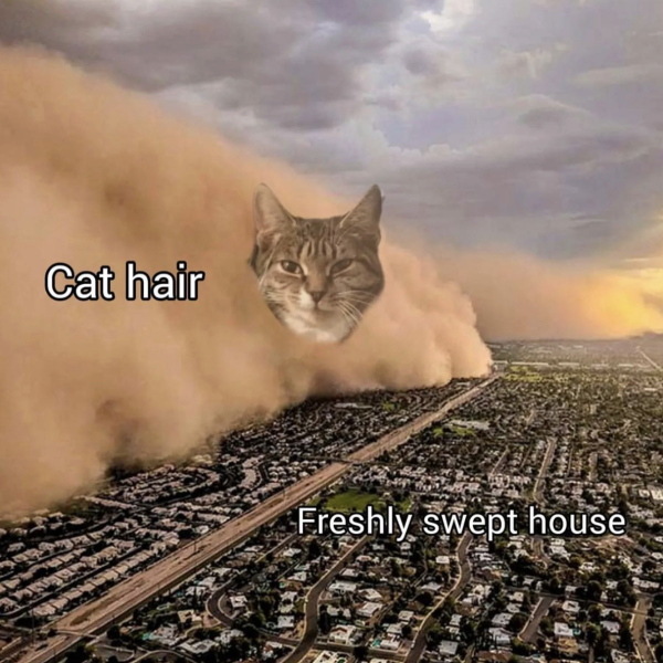 Cat Hair