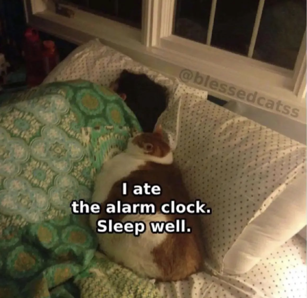 When You Try to Hit Snooze