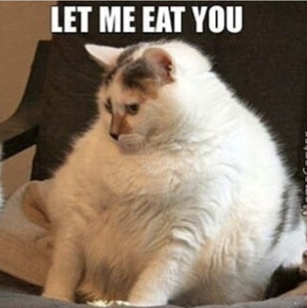 When All You Want Is a Fat Cat to Snuggle