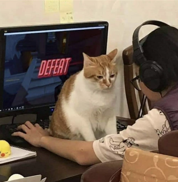 Every Gamer With a Cat