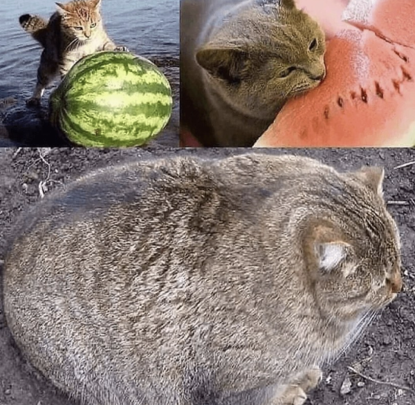 You Are What You Eat