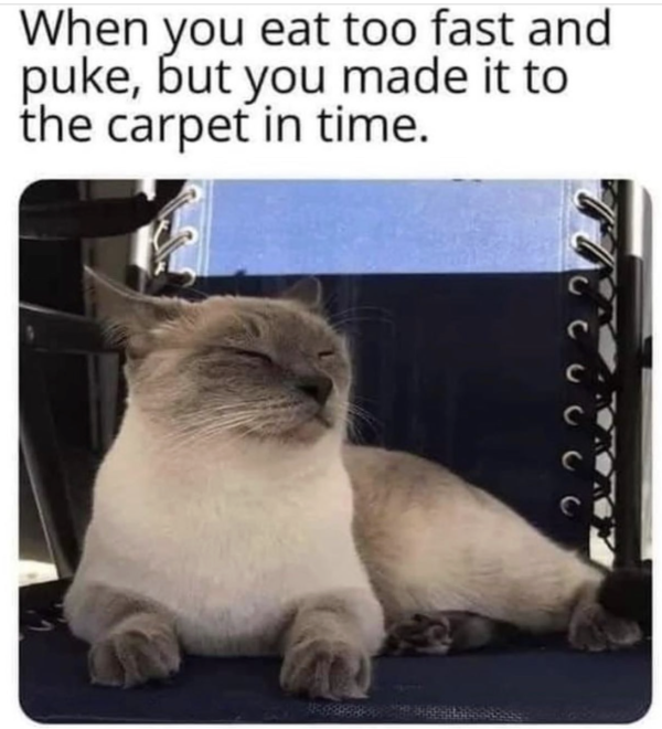 Fat Cats Are So Rude