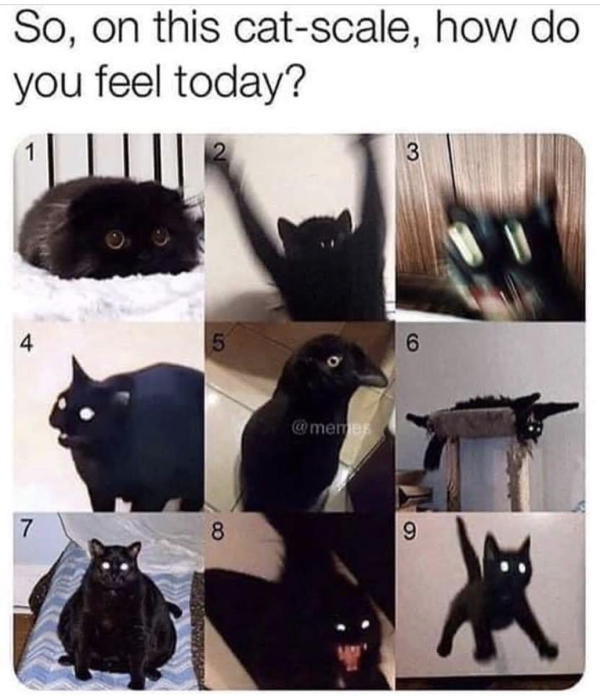 The Cat Scale