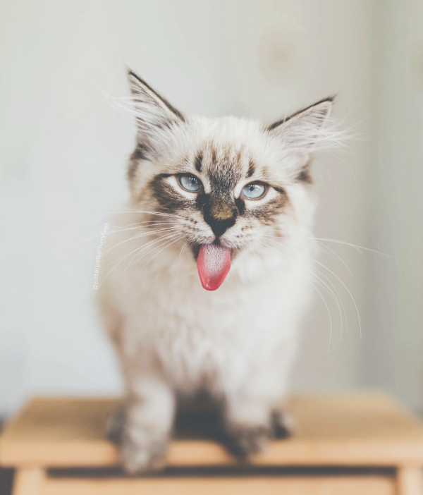 @pitterpatterfurryfeet